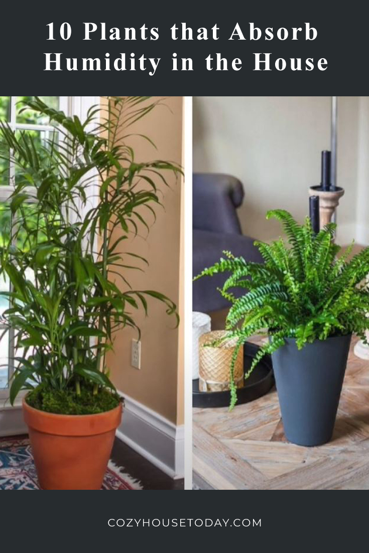 10 Plants that Absorb Humidity in the House-1-1
