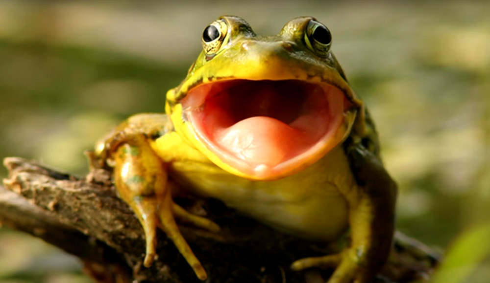 Frogs croak because that is how they communicate