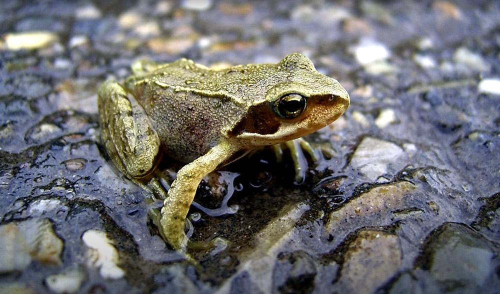 standing water is the potential breeding ground for frogs