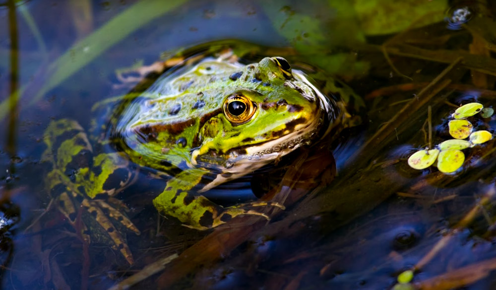 Frogs love rain pools