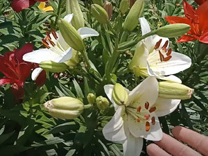 How Long Do Lilies Bloom 300